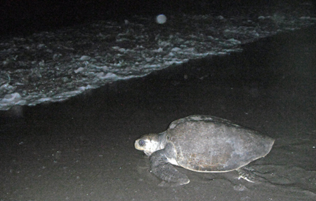 Olive Ridley Leaving Beach